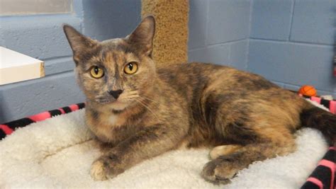 mesquite tx animal shelter|Iba pa.
